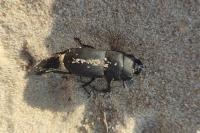 Dorcus parallelipipedus