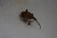 Curculio glandium