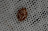 Myrrha octodecimguttata