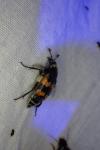 Nicrophorus vespillo