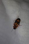 Badister bullatus