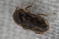 Heterocerus fenestratus