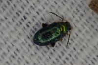 Crepidodera aurata