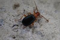 Brachinus
