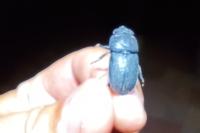 Dorcus parallelipipedus