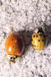 Harmonia axyridis