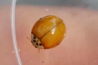 Harmonia axyridis