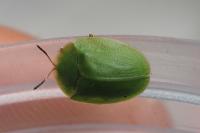 Cassida viridis