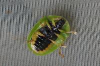 Cassida viridis