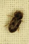 Heterocerus fenestratus