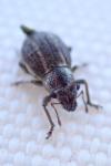 Strophosoma nebulosum