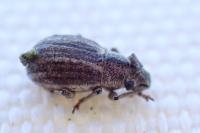 Strophosoma nebulosum