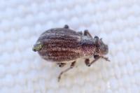 Strophosoma nebulosum