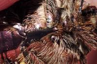 Cetonia aurata