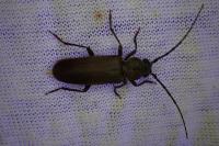 Arhopalus ferus