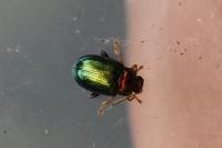 Crepidodera aurata