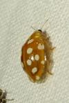 Halyzia sedecimguttata