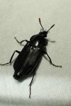 Necrodes littoralis