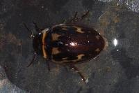Platambus maculatus
