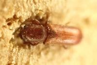 Lyctus brunneus