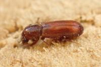 Lyctus brunneus