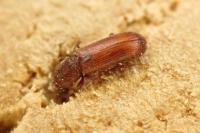 Lyctus brunneus