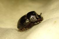 Copris lunaris