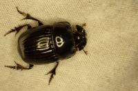 Copris lunaris