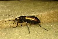 Carabus cancellatus