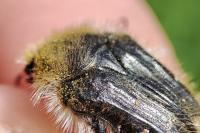 Tropinota squalida
