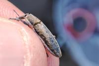 Lixus juncii