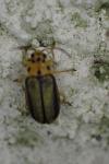 Xanthogaleruca luteola