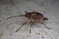 Curculio elephas