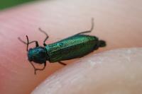 Psilothrix viridicoerulea