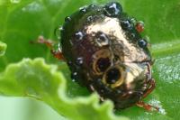 Chrysolina bankii