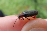 Cantharis rustica