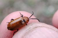 Exosoma lusitanicum