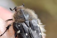 Tropinota hirta