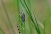 Oedemera lurida