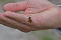 Mylabris quadripunctata