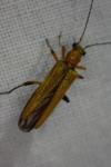 Oedemera podagrariae