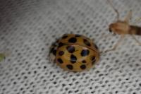 Psyllobora vigintiduopunctata
