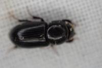 Nialus varians