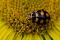 Coccinula quatuordecimpustulata