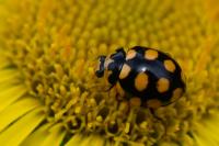 Coccinula quatuordecimpustulata