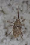 Curculio elephas