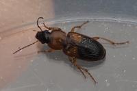 Stenolophus teutonus