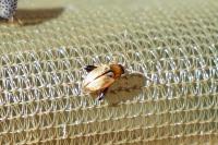 Psylliodes affinis