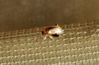 Psylliodes affinis