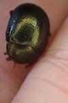 Chrysolina bankii